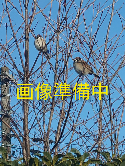 冴