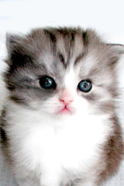 GV🐈🤩